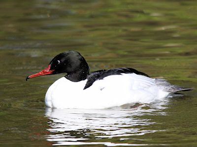 Merganser (WWT Slimbridge April 2011) - pic by Nigel Key